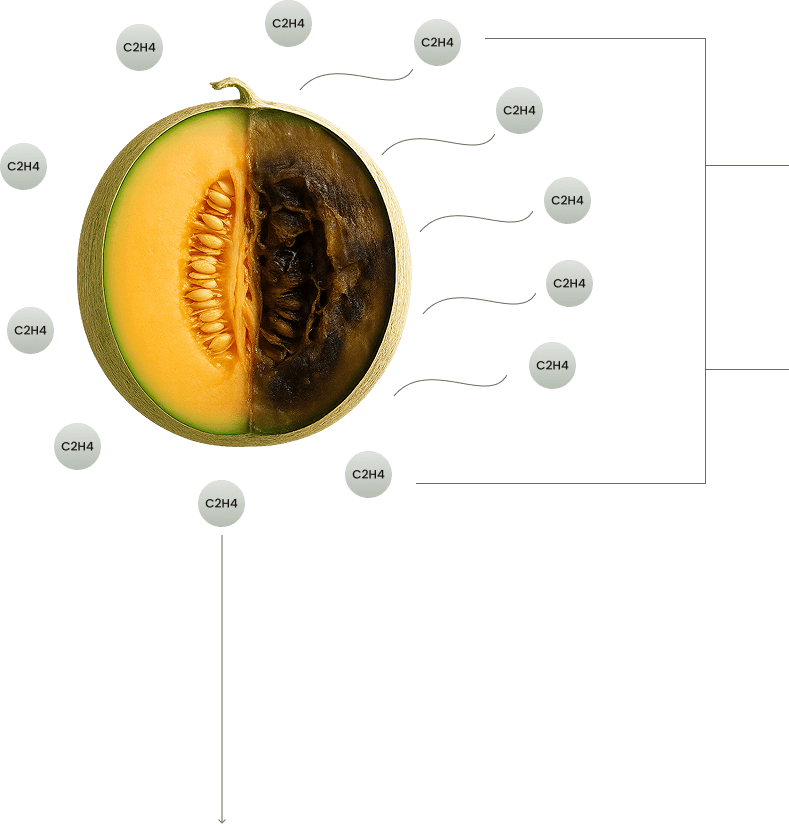 Ilustrasi gas etilen pada buah melon